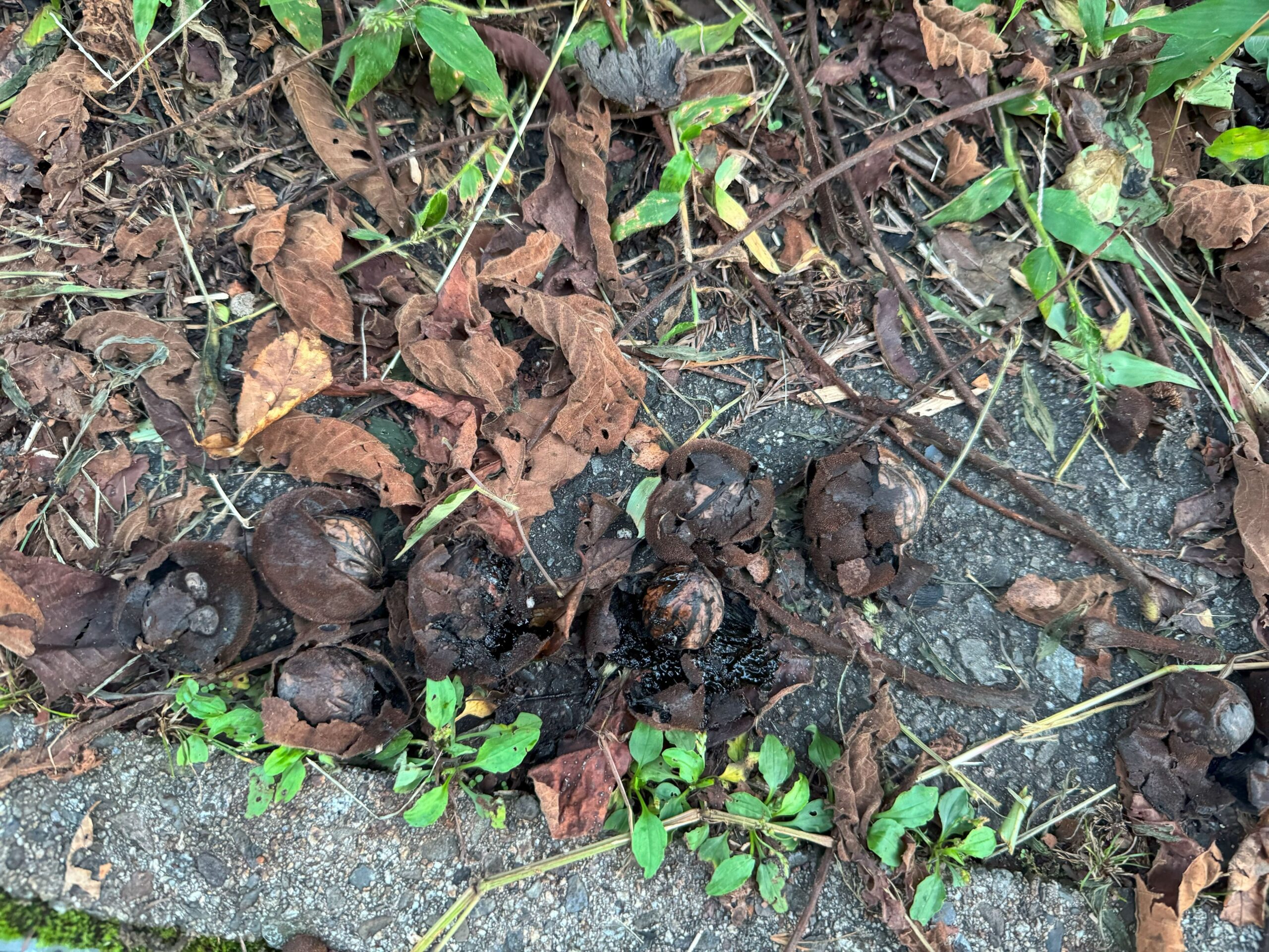 果皮の腐ったクルミ
